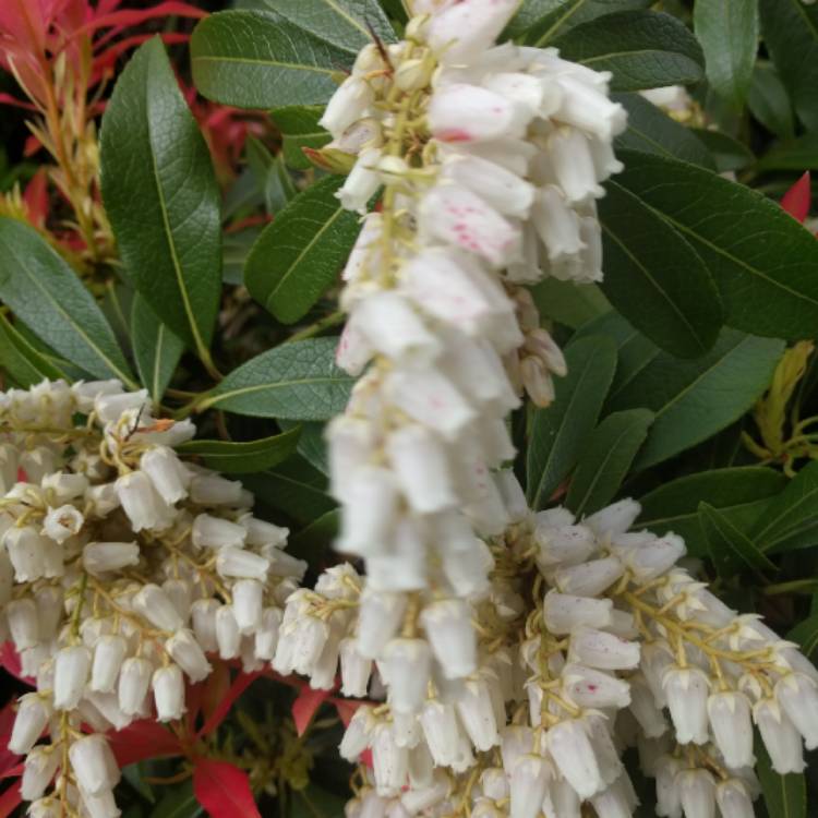 plant image 673291
