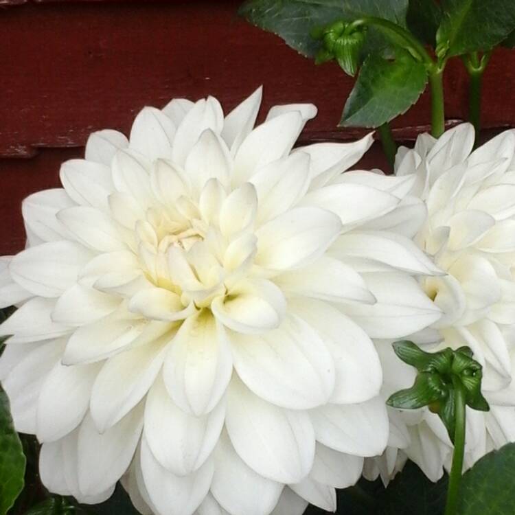 Plant image Dahlia 'Boom Boom White'