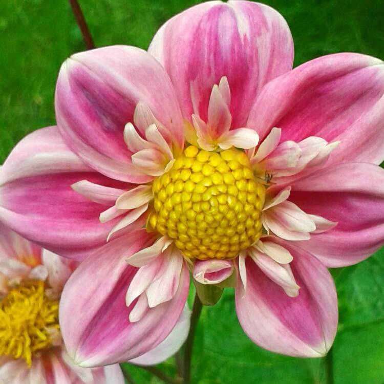 Plant image Dahlia 'Mariposa'