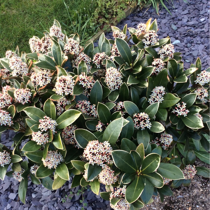 Plant image Skimmia japonica 'Attraction'