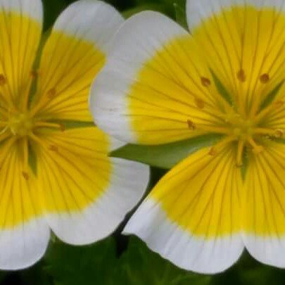 plant image 140841