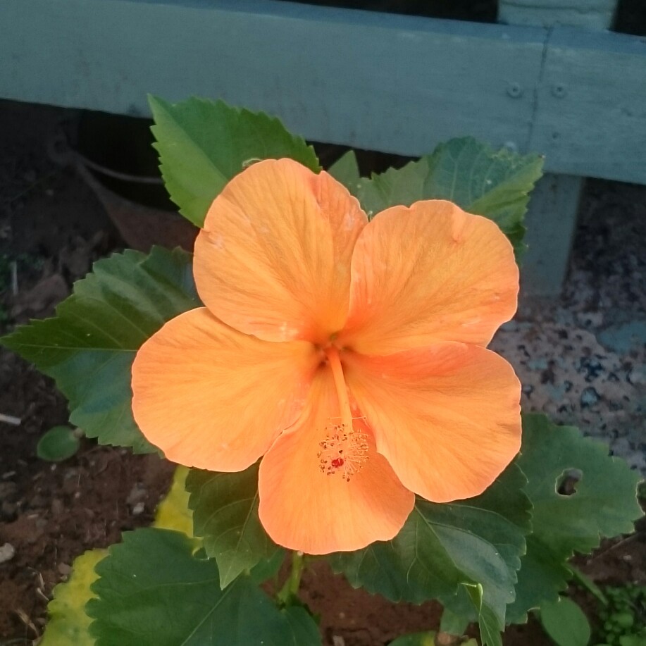 Plant image Hibiscus rosa-sinensis 'Painted Lady'