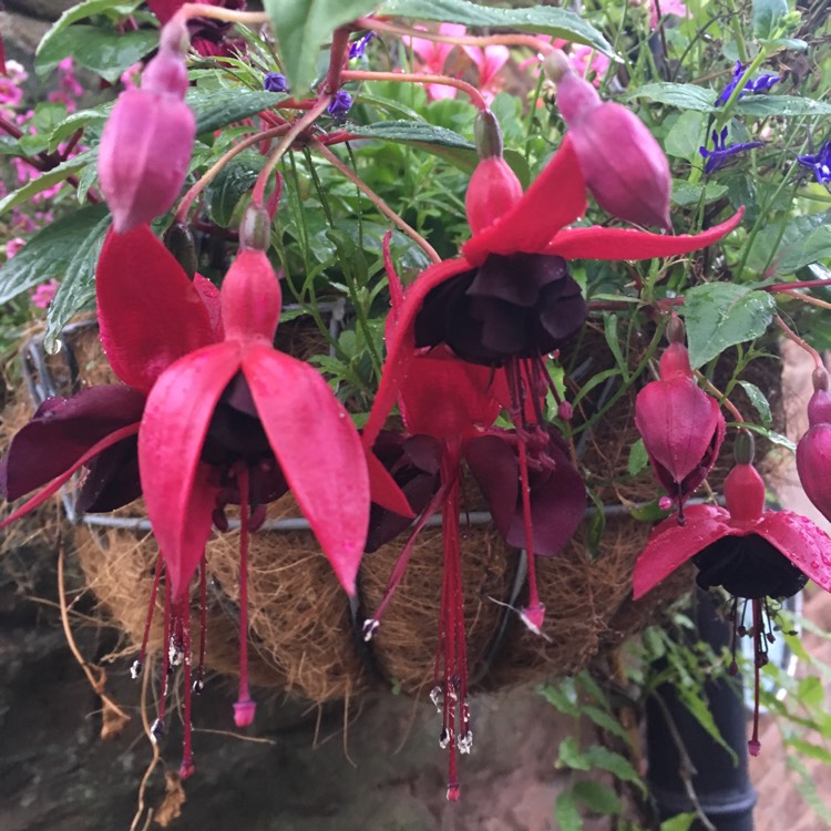 Plant image Correa reflexa