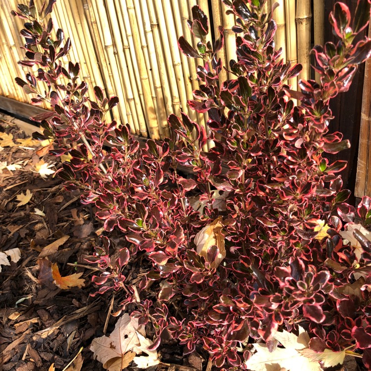 plant image 866175