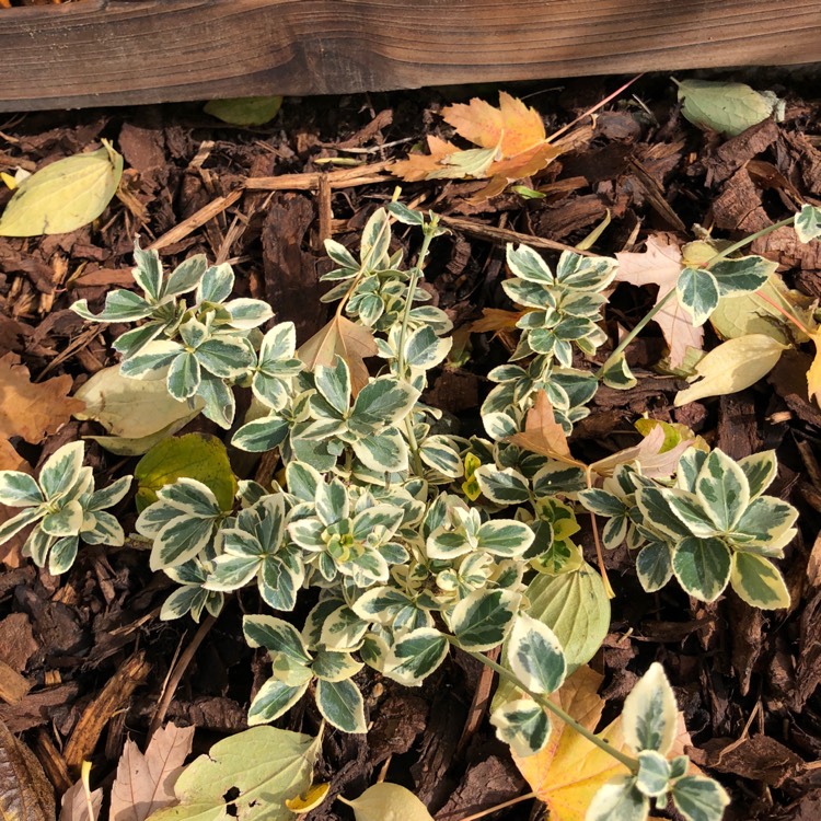 Plant image Euonymus fortunei 'Silver Queen'