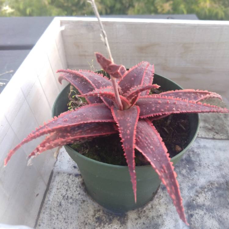 plant image 1069954 plant image 1069954