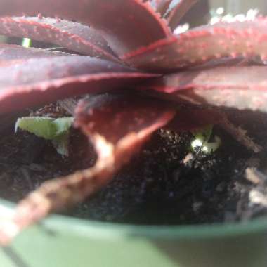 Aloe 'Christmas Carol'