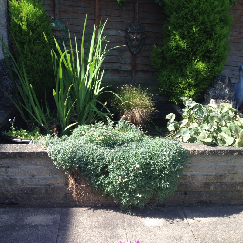 Elizabeth's garden