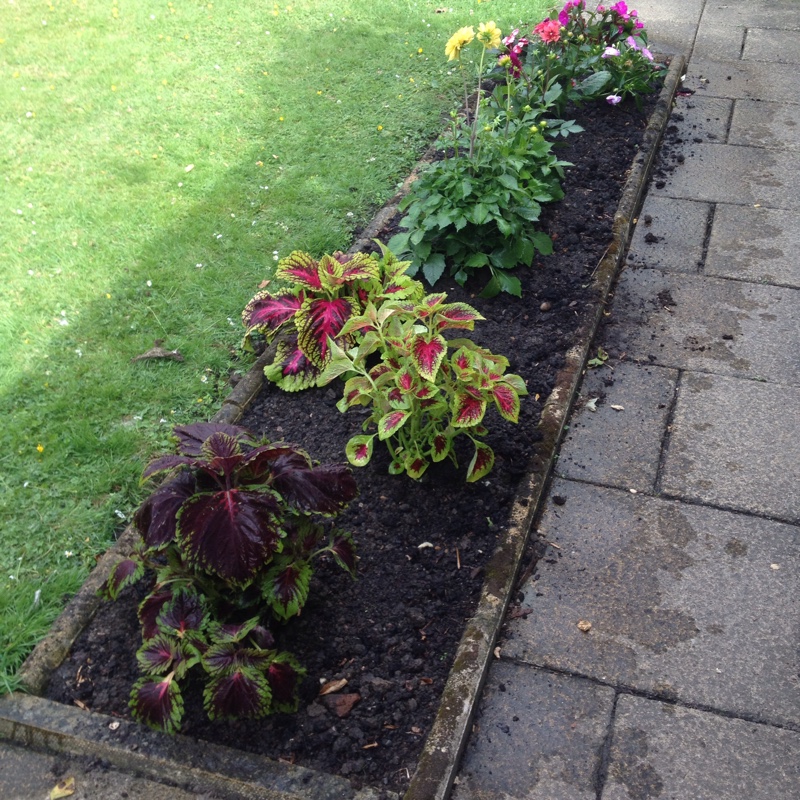 Elizabeth's garden
