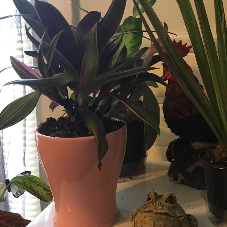 plant image 842577 plant image 842577
