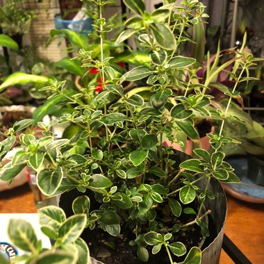 Serissa 'Snowleaves'