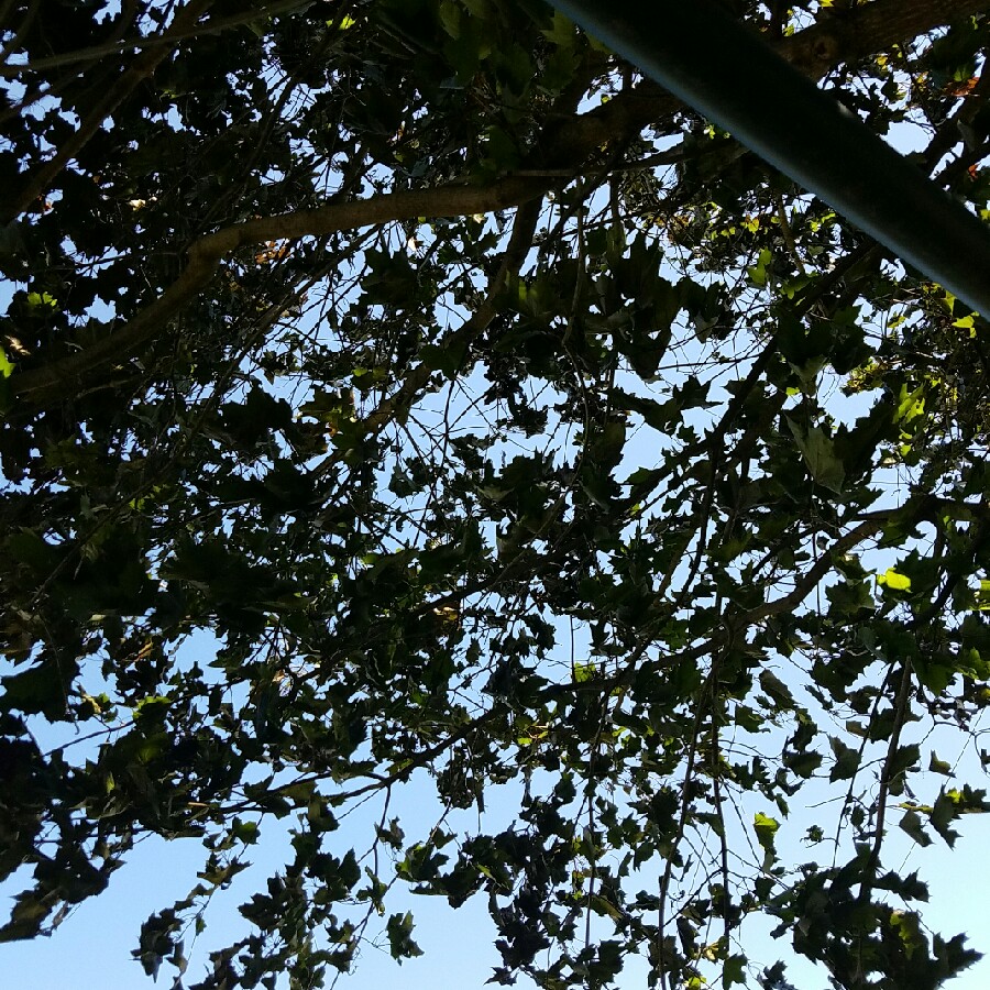 Plant image Acer rubrum