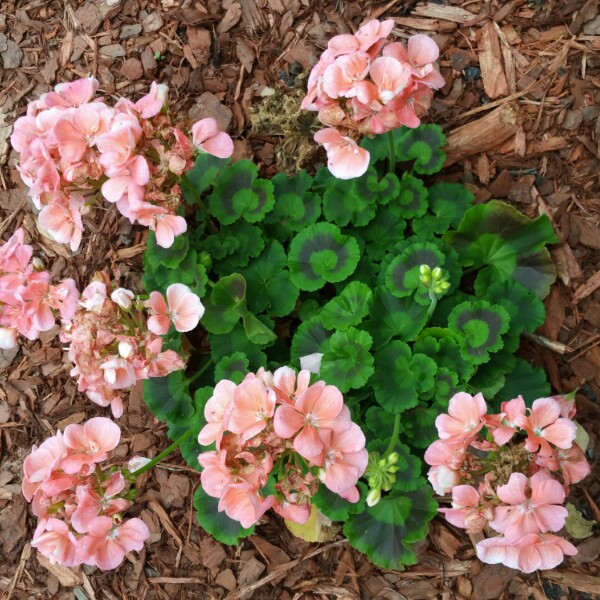 Plant image Pelargonium 'Swizzle Stick'