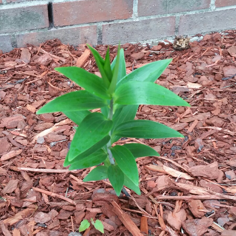 plant image 78789