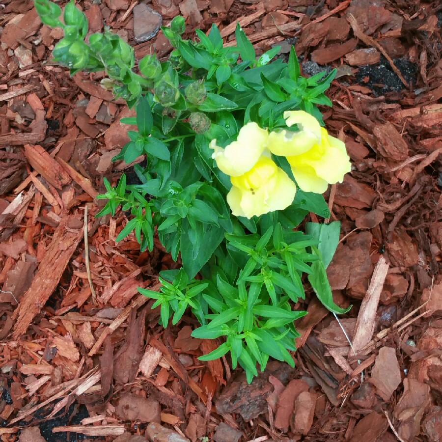plant image 78790