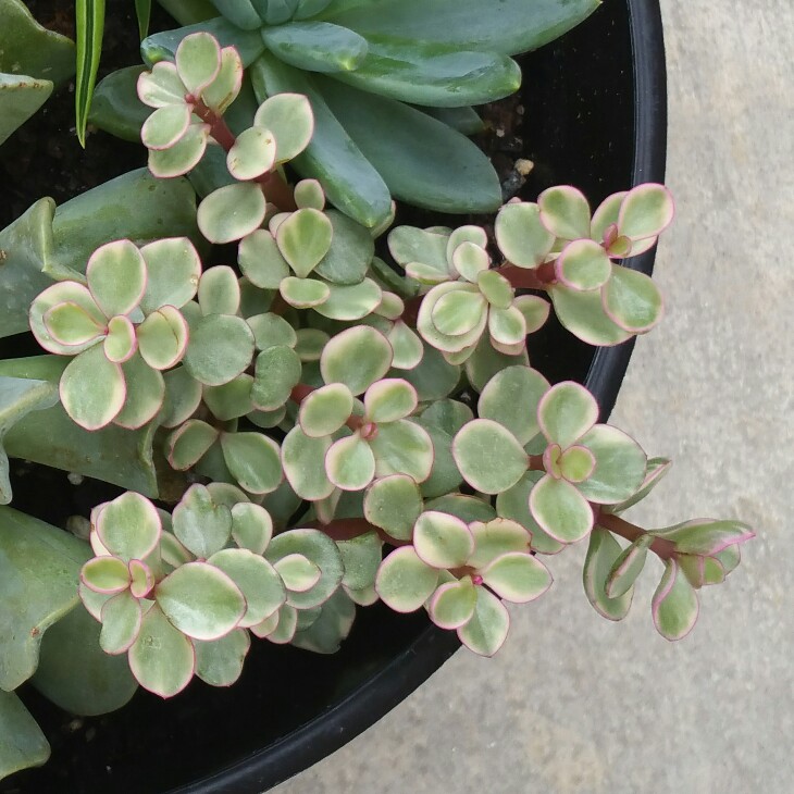 plant image 78802