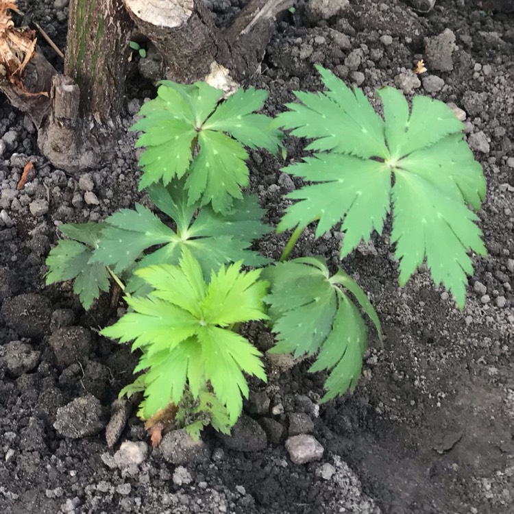 plant image 1283018