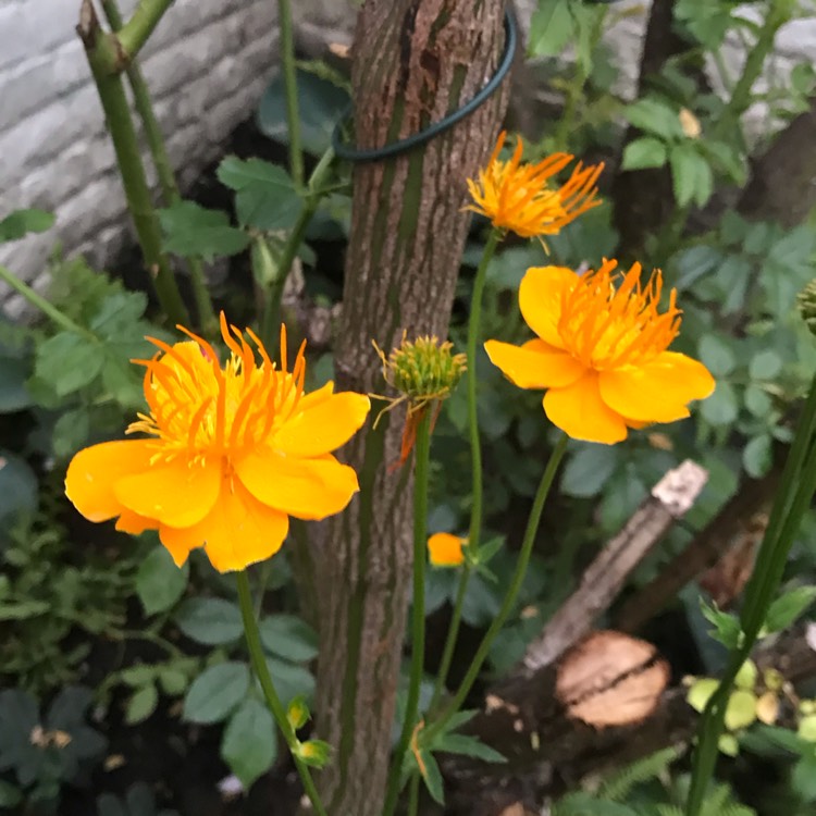 Plant image Trollius chinensis 'Golden Queen'