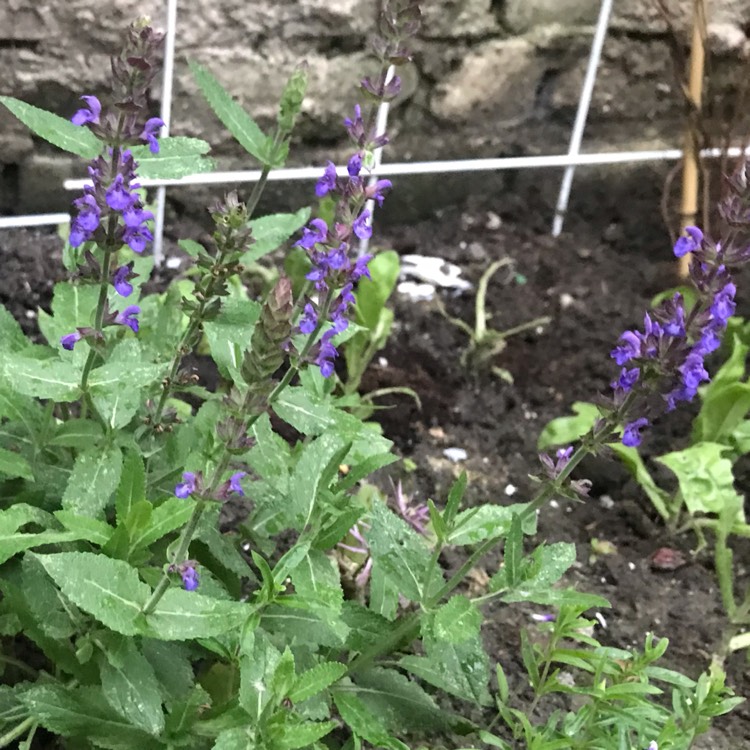 plant image 1329698