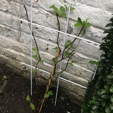 Honeysuckle 'Hall's Prolific'
