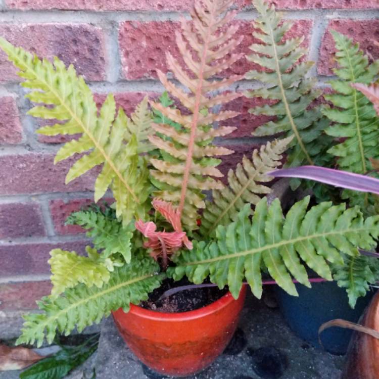 plant image 1142514