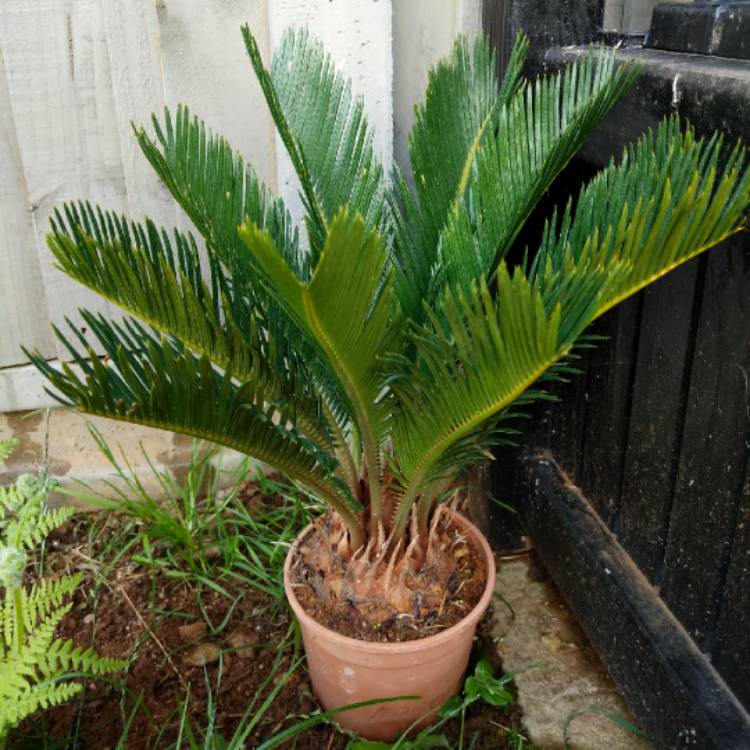 plant image 1142521