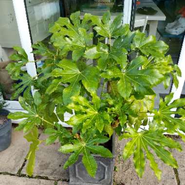 Japanese Aralia