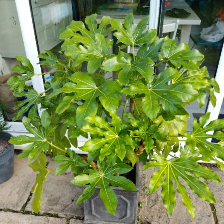plant image 1142522