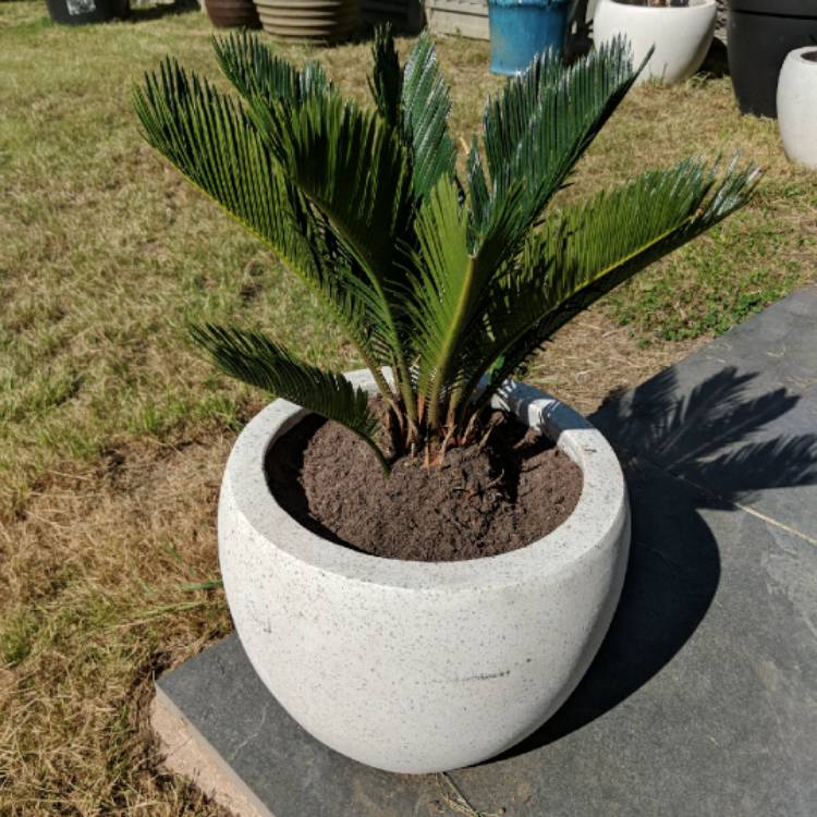 Plant image Encephalartos altensteinii
