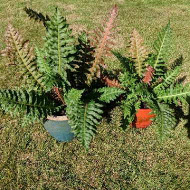 Dwarf Brazilian Tree Fern