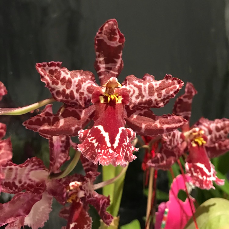 plant image 1199447