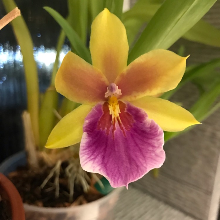 plant image 1210328