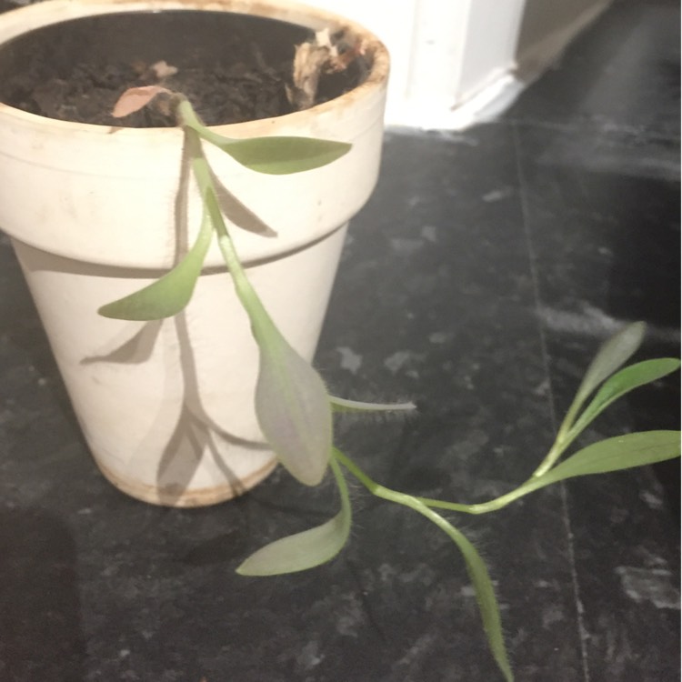 plant image 680800