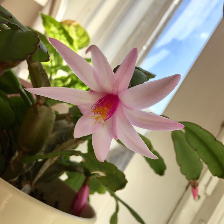 Plant image Hatiora gaertneri 'Pawnee Spirit'