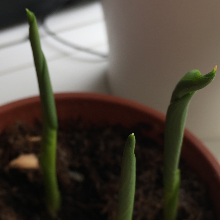 Plant image Zantedeschia sprengeri 'Black Hero'