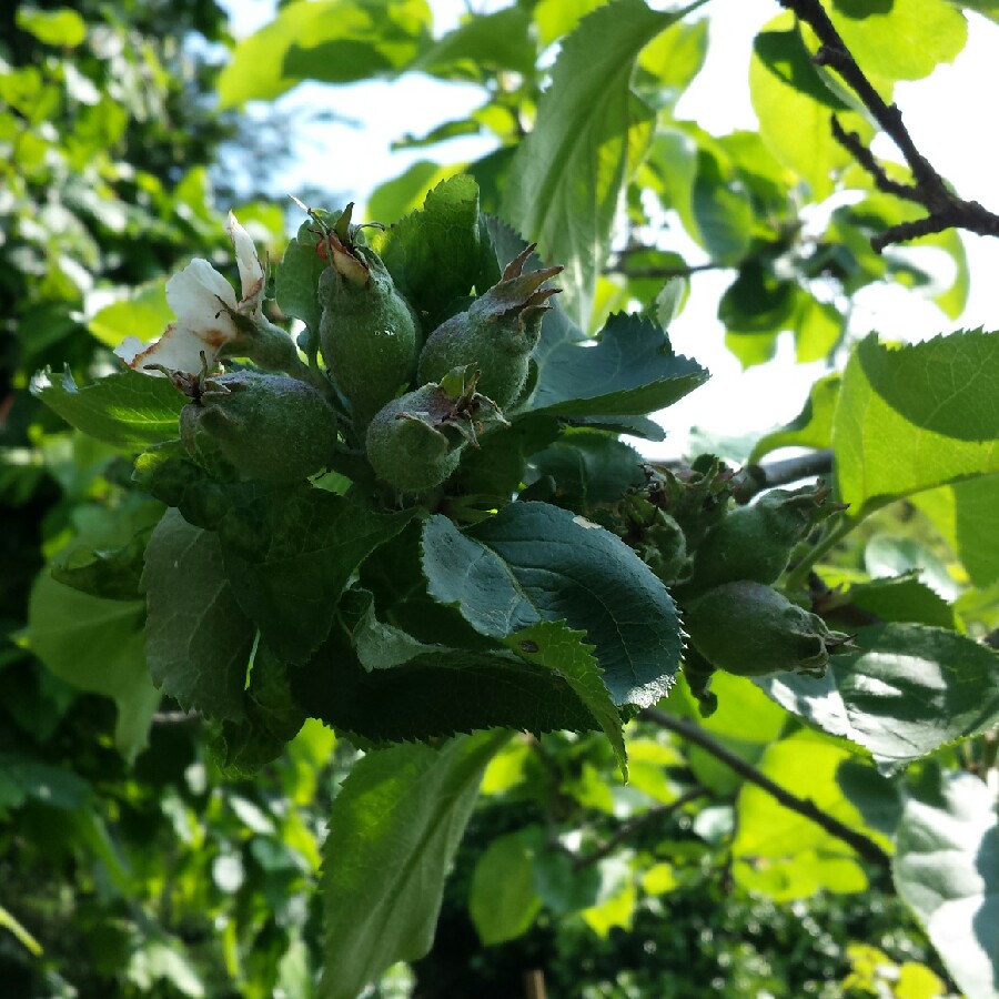 plant image 104016