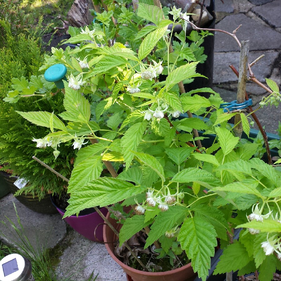 plant image 104018