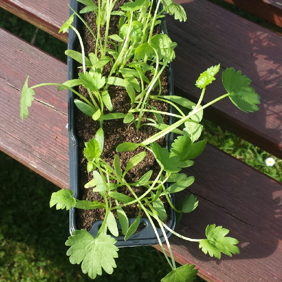Plant image Pastinaca sativa