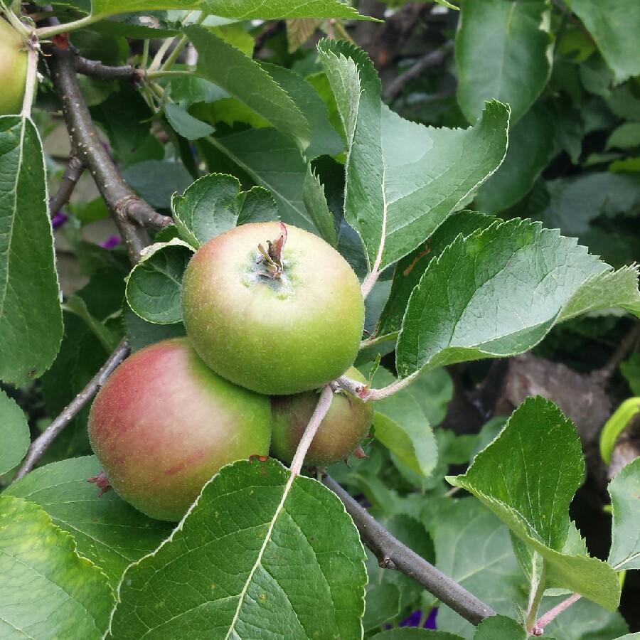 plant image 135335