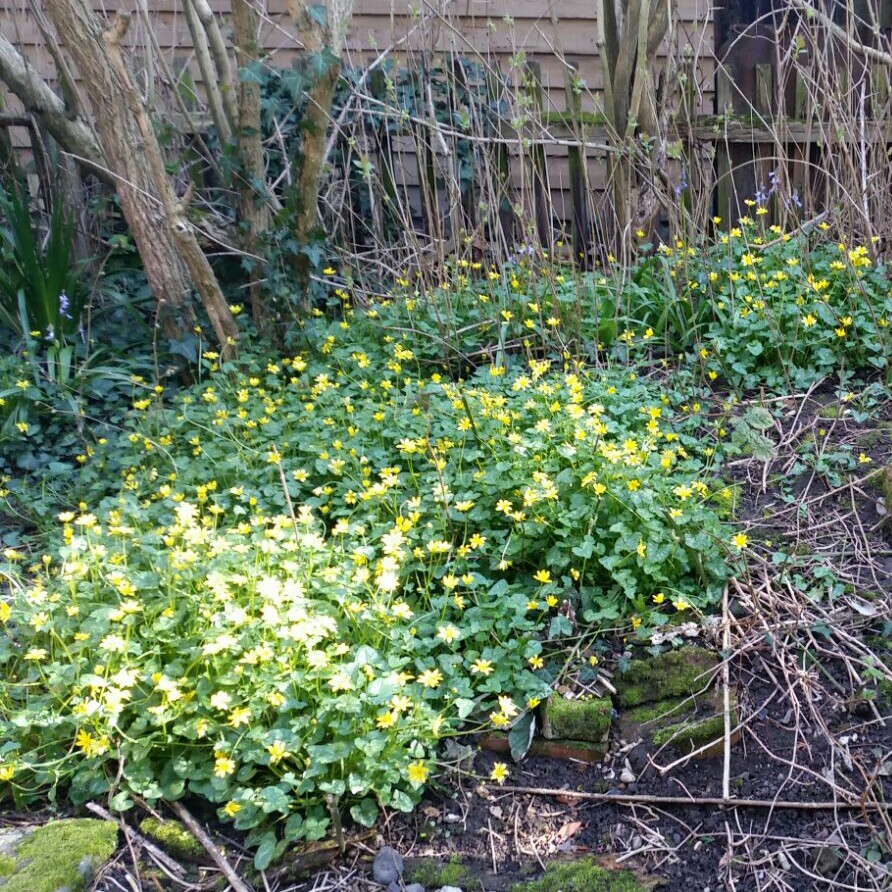 Plant image Ficaria verna