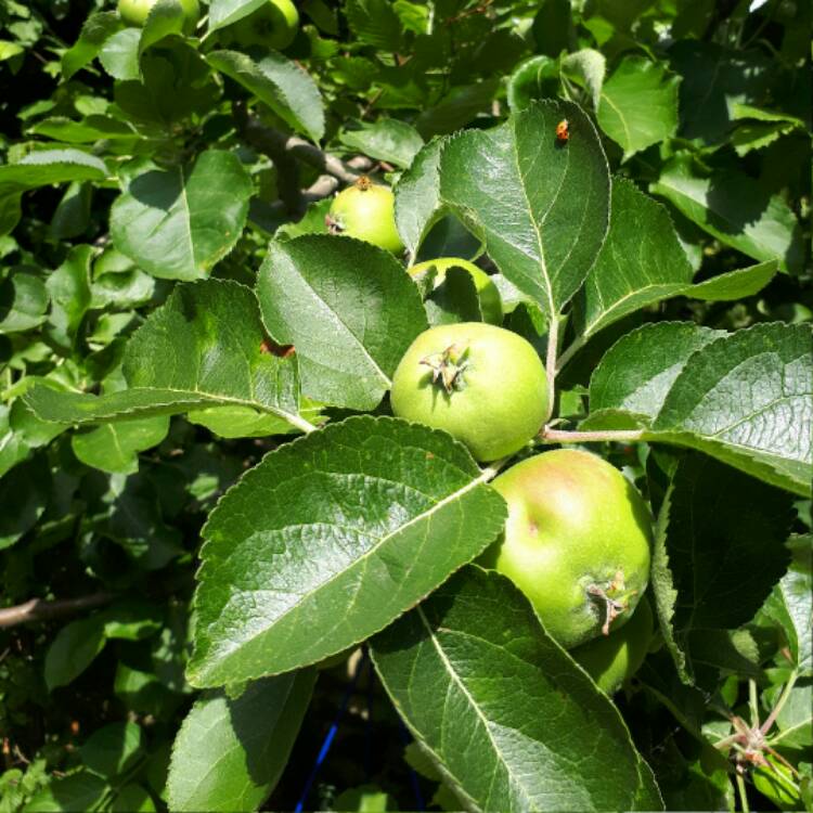 plant image 449330