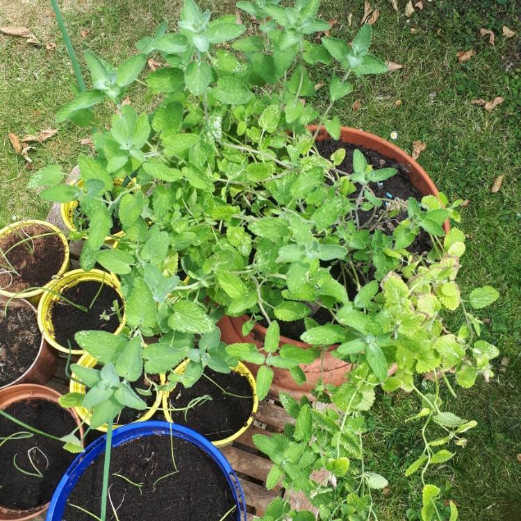 Plant image Nepeta 'Cataria'