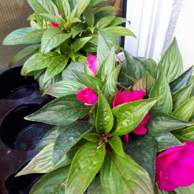 Impatiens walleriana