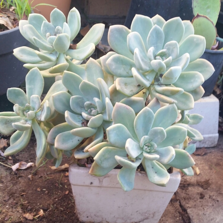 plant image 713632