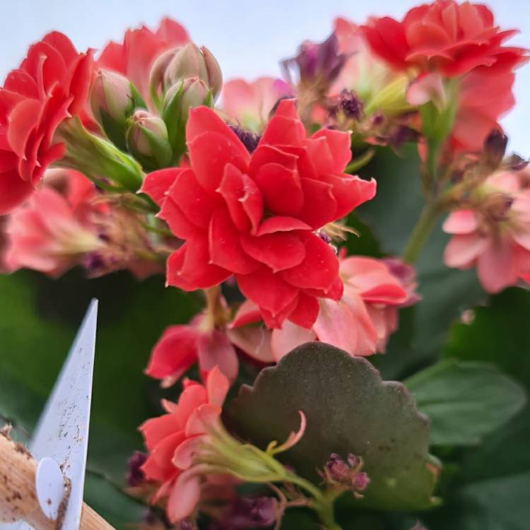 Plant image Kalanchoe blossfeldiana 'Red'