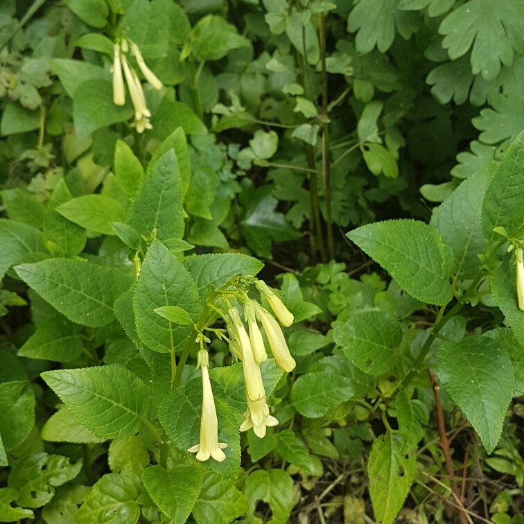 Plant image Phygelius x rectus 'Yapcre' (Somerford Funfair Series)