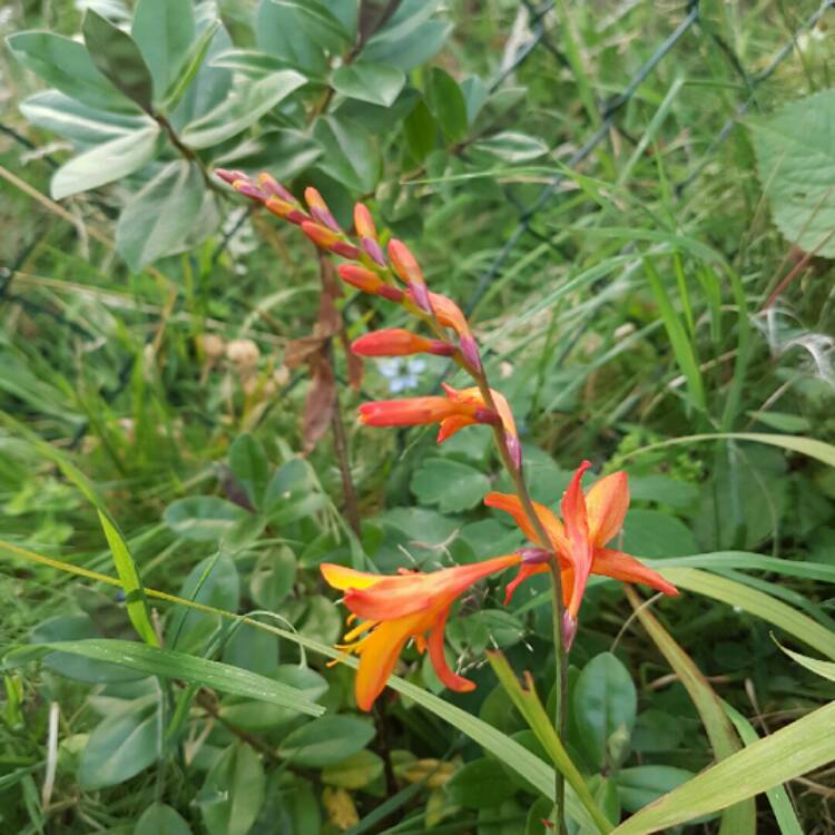 plant image 200236