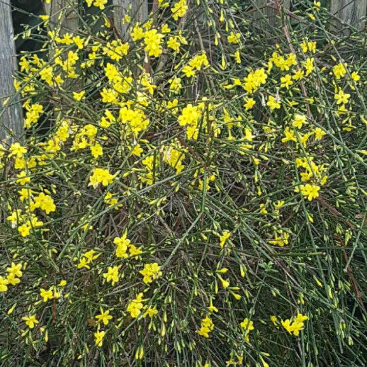 plant image 289026