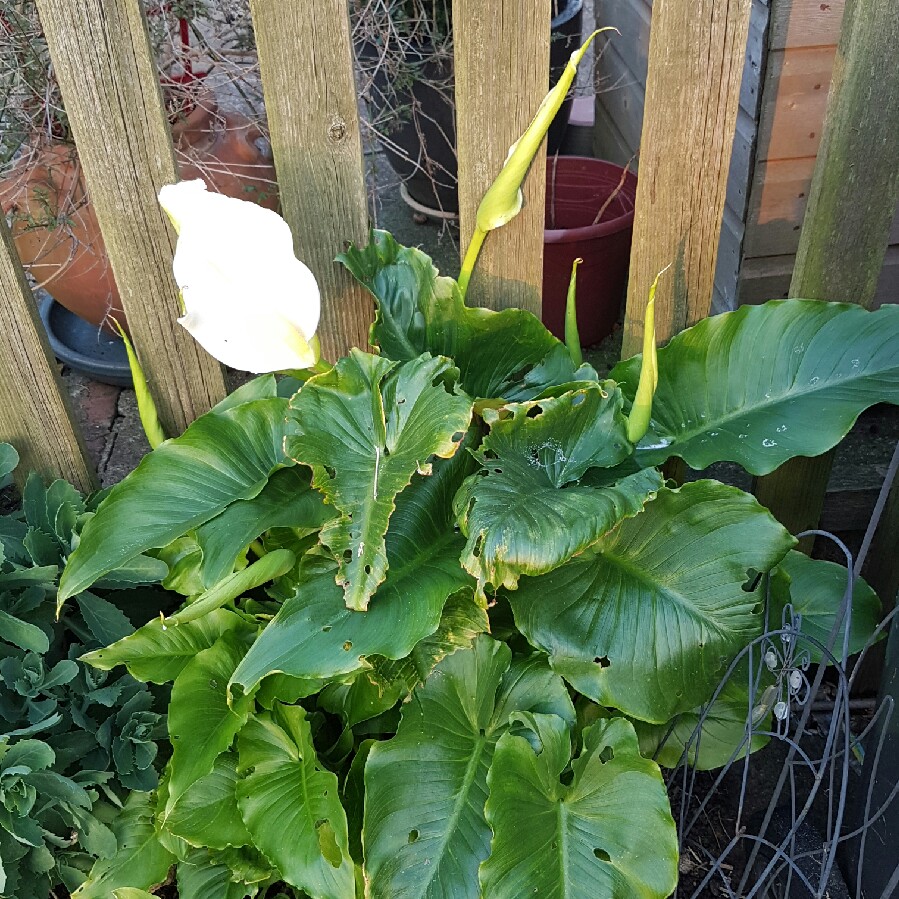 plant image 70412
