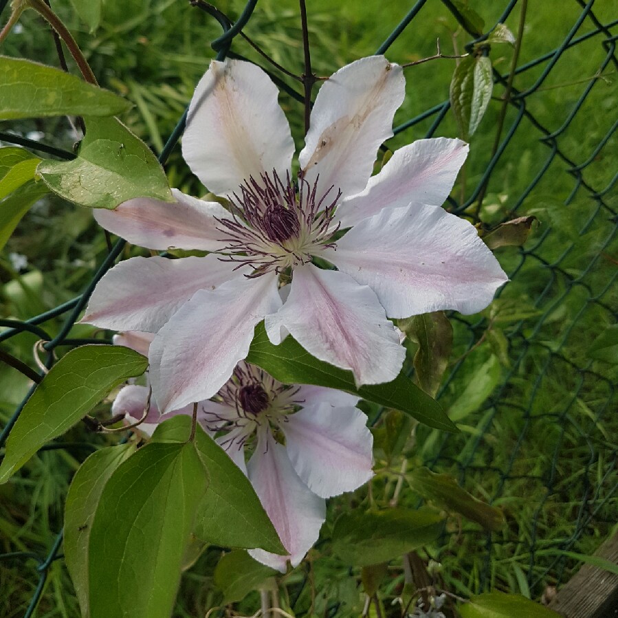 Plant image Clematis 'Paradise Queen'